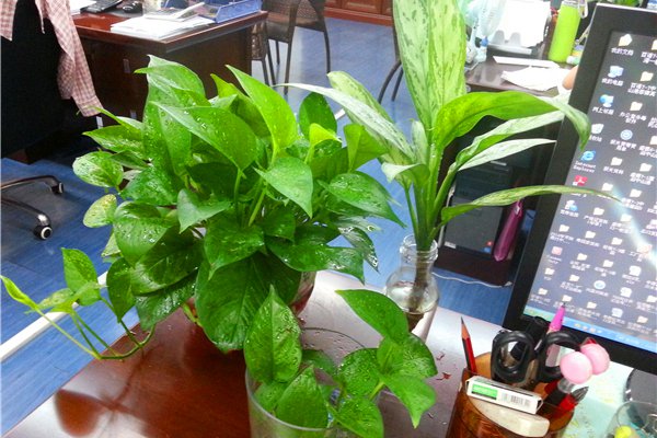 桌摆小植物 武汉租赁绿植租摆花卉出租 办公室盆栽植物租赁咨询17371068152