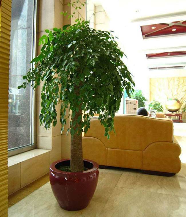 武汉绿植花卉出租租赁租摆盆栽植物办公室户外园林绿化养护托管