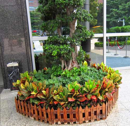 酒店案例 武汉绿植花卉出租租赁租摆盆栽植物办公室户外园林绿化养护托管