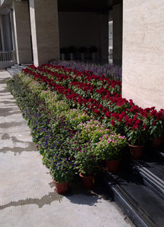 活动租摆  武汉绿植花卉出租租赁租摆盆栽植物办公室户外园林绿化养护托管