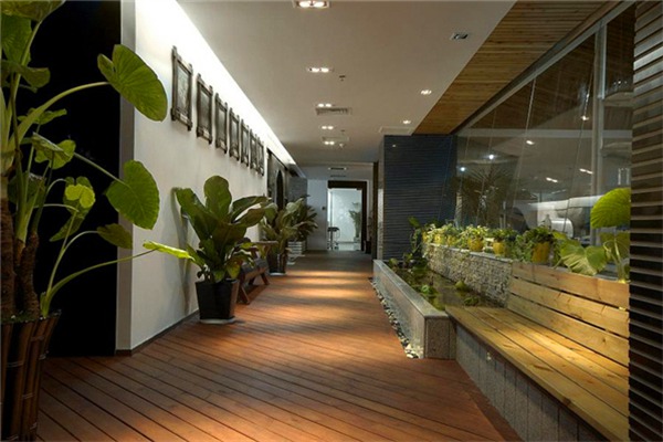 过道植物 武汉租赁绿植租摆花卉出租 办公室盆栽植物租赁咨询17371068152