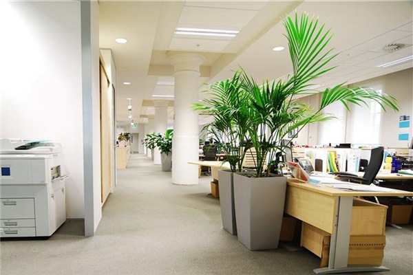 工作区植物  植物租赁租摆鲜花卉武汉室内办公室绿化绿植盆栽套餐定期养护更换