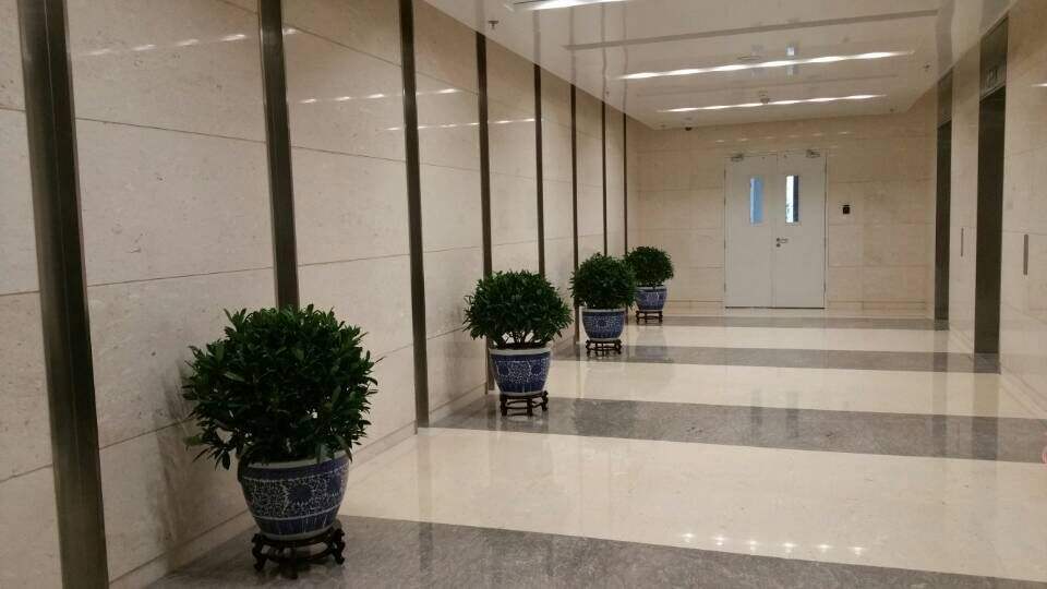 电梯口  武汉盆栽植物租摆办公室上门养护别墅家庭花草树木造景绿植租赁