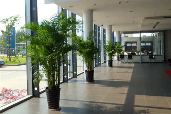 大厅   武汉盆栽植物租摆办公室上门养护别墅家庭花草树木造景绿植租赁