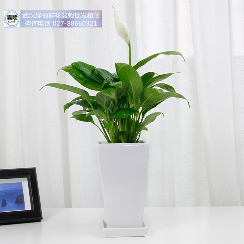 白掌盆栽客厅绿植卧室花卉一帆风顺武汉包邮室内办公室吸甲醛植物