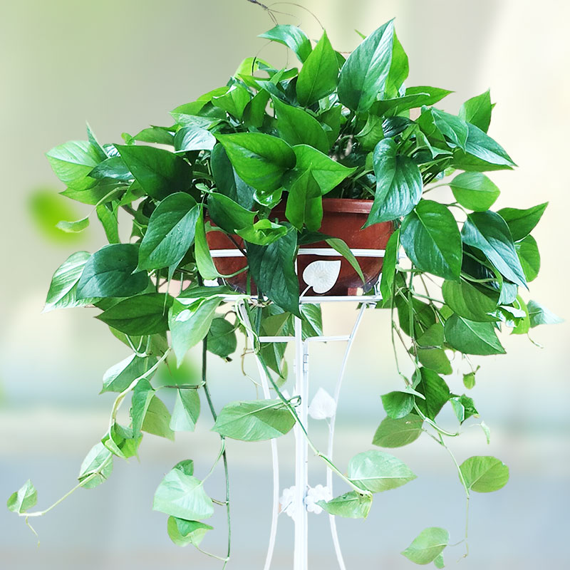 绿萝盆栽室内吸甲醛净化空气客厅大盆防辐射植物武汉包邮长藤吊兰