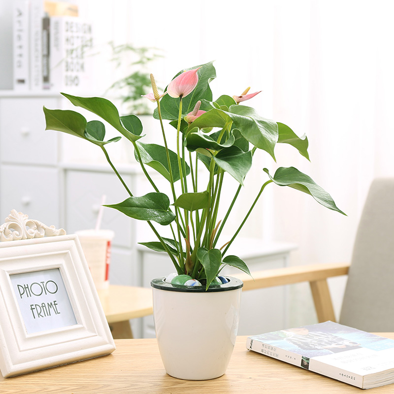 粉掌盆栽植物室内客厅绿植可水培花期超长的四季花卉武汉带花包邮