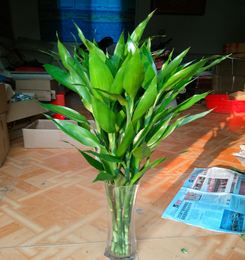 富贵竹水培植物包邮转运竹观音竹武汉客厅办公桌面吸甲醛带根绿植