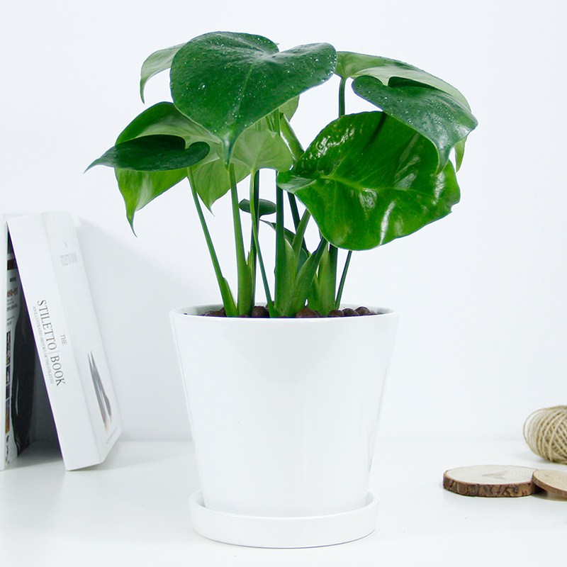 龟背竹植物盆栽客厅卧室大型吸甲醛武汉包邮净化空气新房室内绿植