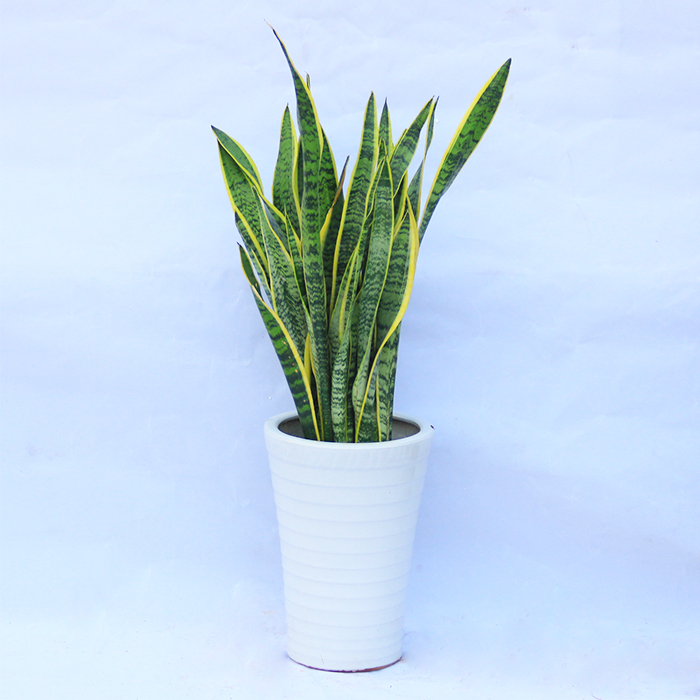 虎尾兰植物室内吸甲醛卧室客厅金边绿植去除味虎皮兰武汉包邮盆栽