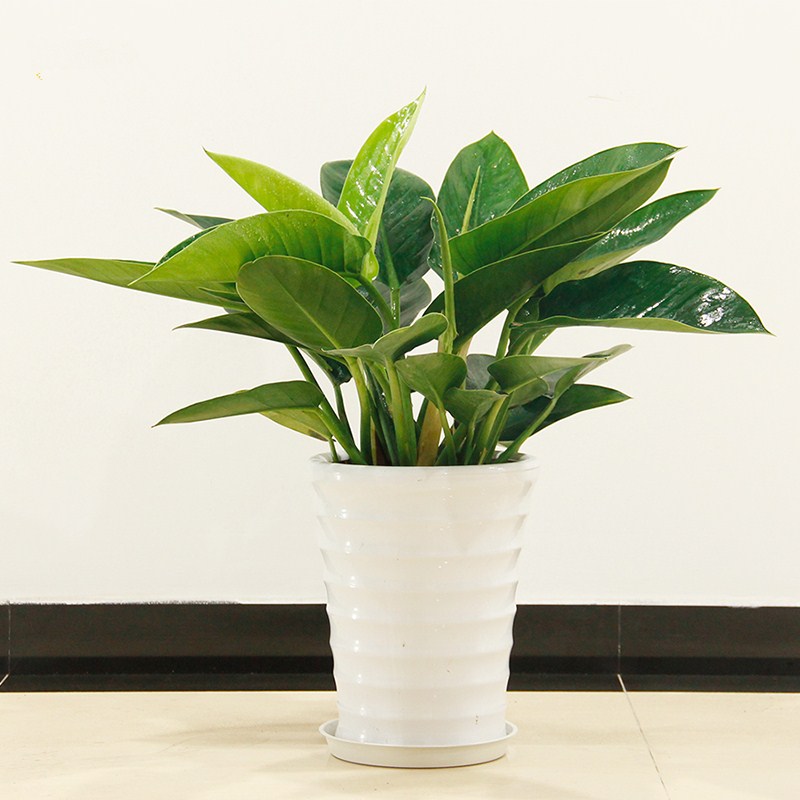 金心也门铁盆栽巴西铁植物室内办公室吸甲醛金边观叶绿植花卉武汉