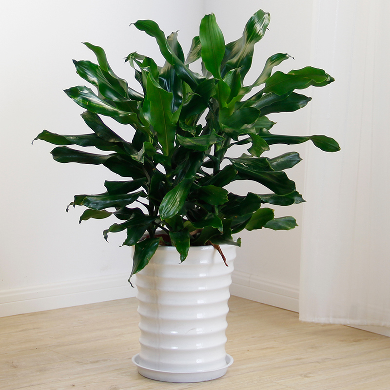 螺纹铁螺纹铁植物螺旋铁巴西铁盆栽室内办公室净化空气吸甲醛花卉送武汉