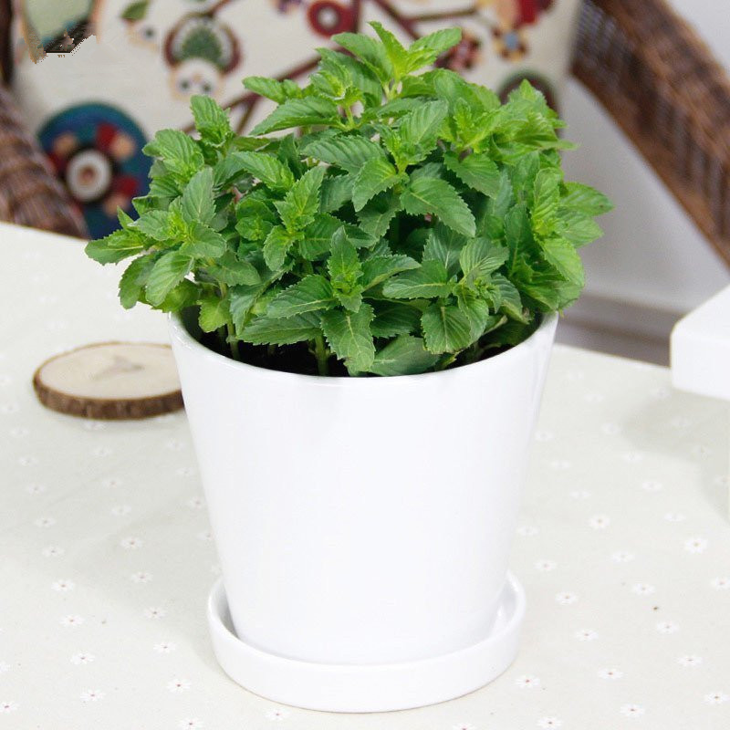 卫生间绿植喜阴物盆栽绿萝白掌绿萝富贵竹常春藤薄荷芦荟武汉包邮