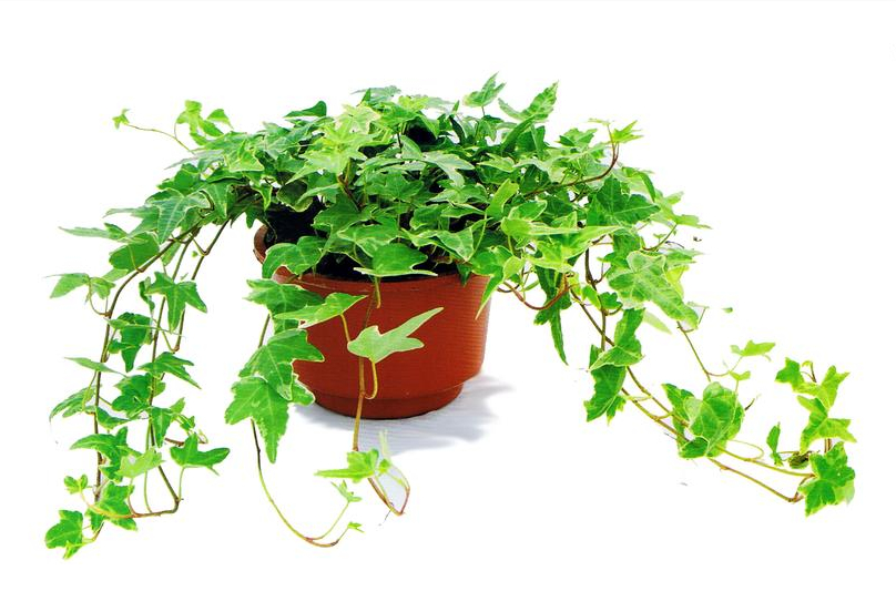 常春藤盆栽客厅绿植卧室吸甲醛武汉包邮金边长青藤植物吊兰长春藤