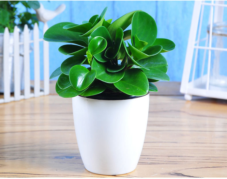 碧玉盆栽植物室内办公室桌面防辐射小青叶武汉包邮电脑宝贝豆瓣绿