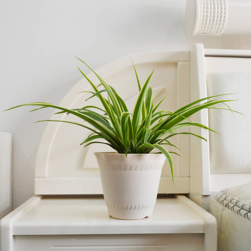 吊兰盆栽绿植开花常绿叶客厅卧室垂吊武汉吸甲醛桌面植物金边吊兰