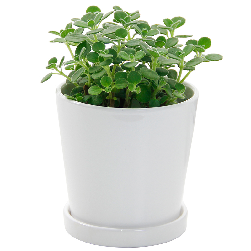 碰碰香盆栽包邮免运费限武汉小型室内阳台绿植驱蚊植物花卉一抹香