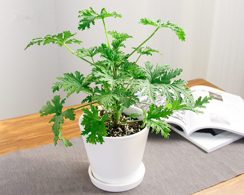 驱蚊草盆栽卧室室内办公室绿植吊兰夏天避蚊花卉武汉包邮驱蚊植物