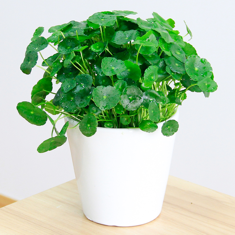铜钱草水培绿植盆栽吊兰植物带叶子花盆客厅花卉武汉包邮金钱草