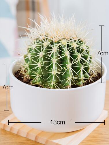 仙人球盆栽室内卧室办公室防辐射开花桌面植物琥武汉包邮多肉金虎