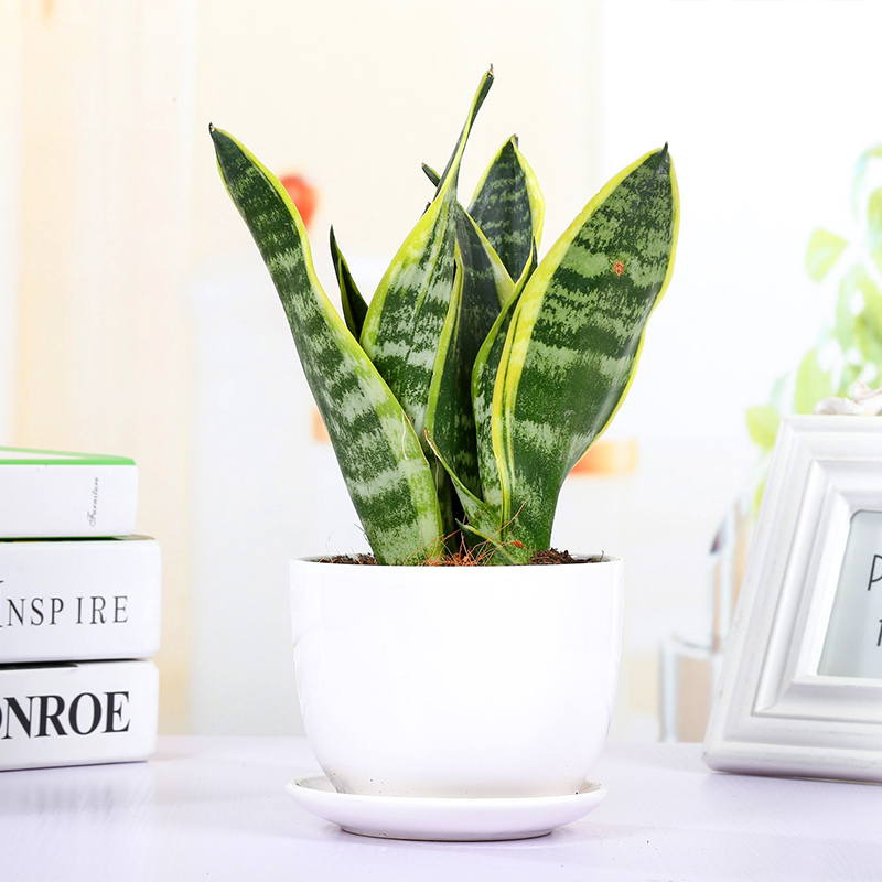 小虎尾兰植物办公室桌面净化空气吸甲醛绿植武汉包邮虎皮兰盆栽