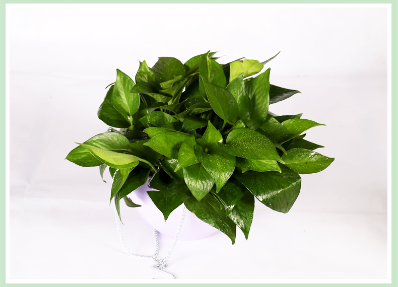 水培绿萝植物室内水养花垂吊兰绿植武汉包邮绿萝水培花瓶玻璃花盆