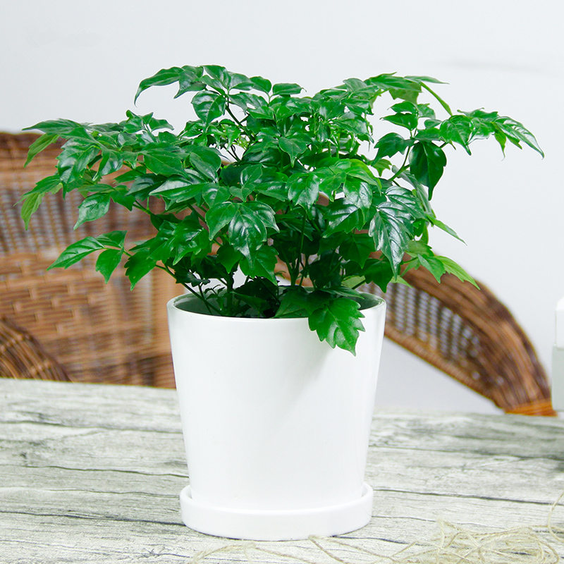 幸福树盆栽富贵树办公室桌面小绿植武汉包邮室内盆景四季常青植物