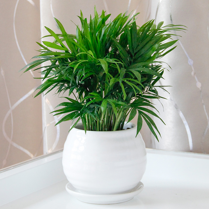 袖珍椰子盆栽组合客厅室内办公室观叶绿植花卉武汉包邮吸甲醛植物