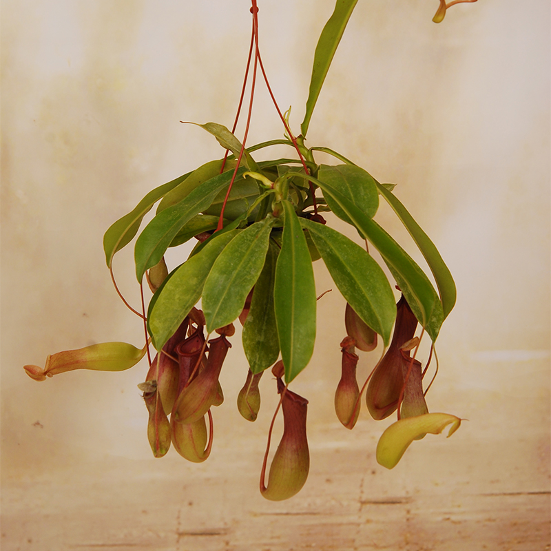 猪笼草食虫草盆栽蝇虫室内阳台捕蝇绿植花卉植物武汉包邮驱蚊吊兰