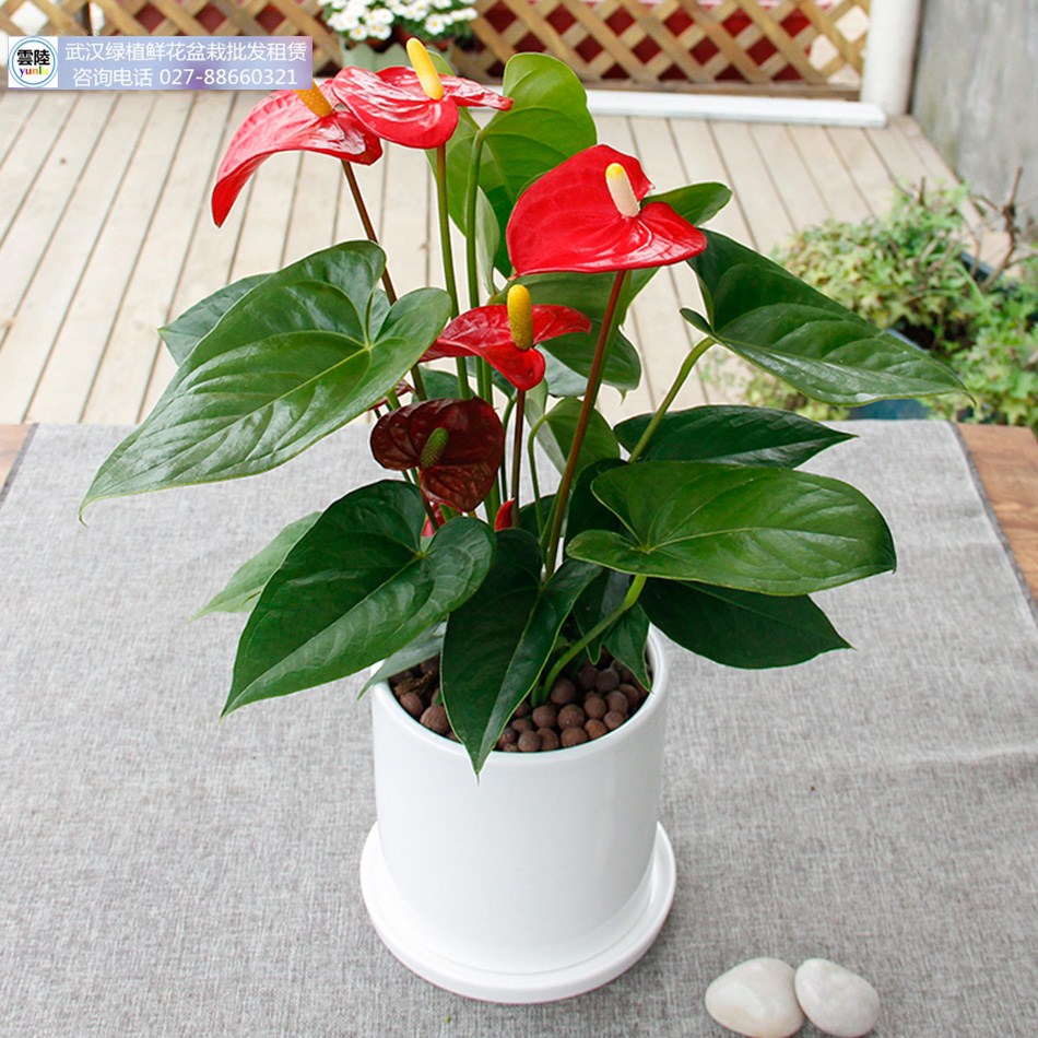 红掌盆栽带花包邮室内客厅绿植花卉办公室桌面武汉高档观赏植物