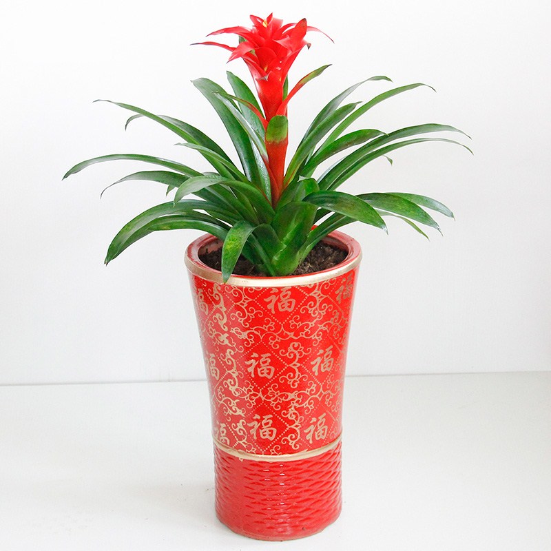 鸿运当头盆栽客厅绿植办公室前台四季大花卉凤梨植物武汉包邮大红