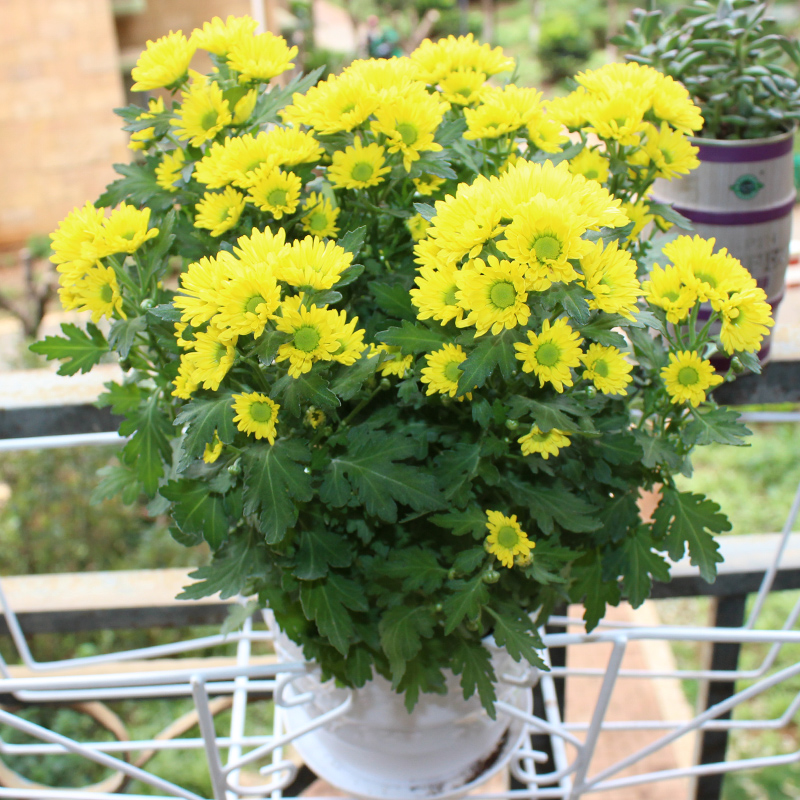 菊花盆栽植物成品绿植花卉室内办公室桌面武汉包邮开花瓜叶菊鲜花