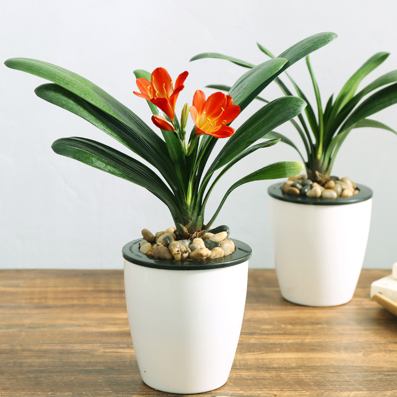 君子兰盆栽室内植物客厅绿植当年开花武汉包邮长春宽叶高端君子兰