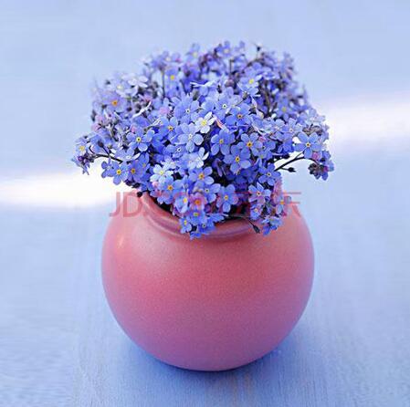 勿忘我鲜花武汉地区免费送货上门武汉盆栽租摆