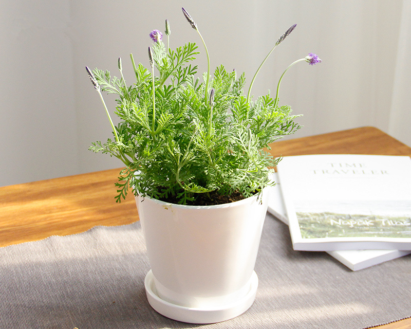 薰衣草盆栽室内狭叶植物阳台真鲜花四季芳香净化空气美观武汉包邮
