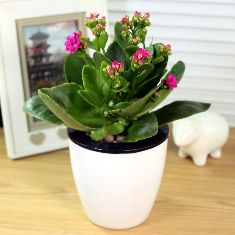 长寿花盆栽绿植超长花期客厅桌面植物进口带苞小花卉武汉包邮重瓣