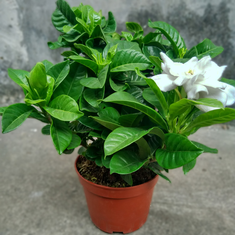 栀子花盆栽客厅开花绿植室内小花卉武汉包邮带花苞枝枝香大叶植物