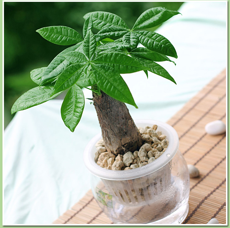 水培发财树小发财树盆栽组合客厅办公室内桌面招财小绿植武汉包邮吸甲醛植物