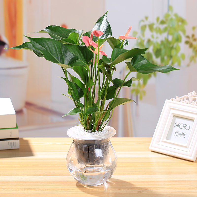 水培粉掌粉掌盆栽植物室内客厅绿植可水培花期超长的四季花卉武汉带花包邮