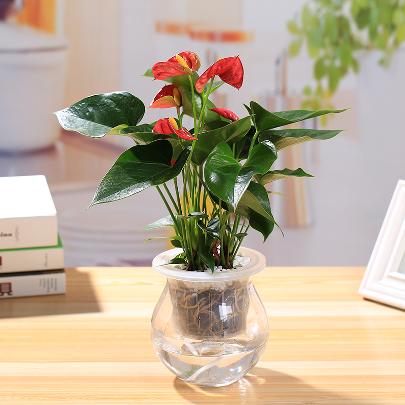 水培植物红掌花玻璃瓶带花卉桌面绿植武汉包邮室内水养植物水培花