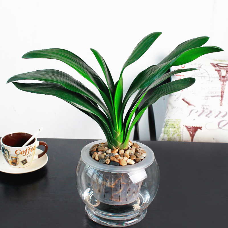君子兰盆栽室内植物客厅绿植当年开花武汉包邮长春宽叶高端君子兰