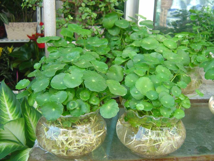 铜钱草水培绿植盆栽吊兰植物带叶子花盆客厅花卉武汉包邮金钱草