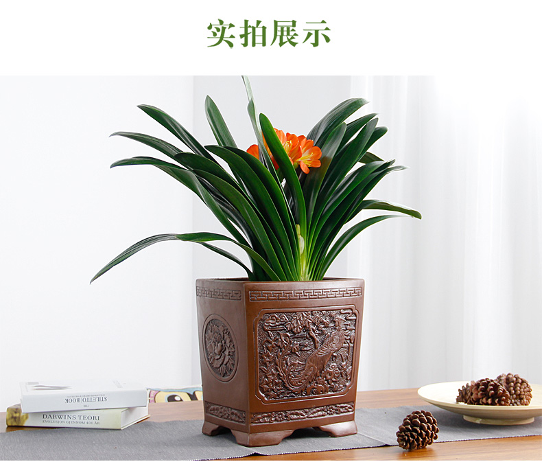 君子兰盆栽室内植物客厅绿植当年开花武汉包邮长春宽叶高端君子兰