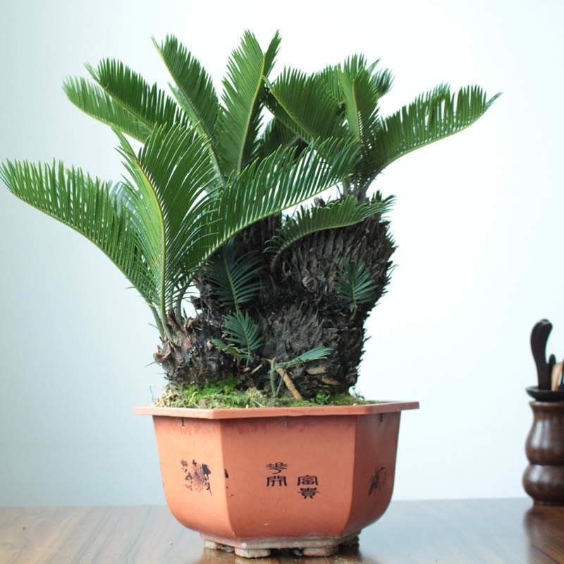 铁树盆景客厅大型花卉绿植盆栽室外庭院苏铁带花盆植物武汉包邮