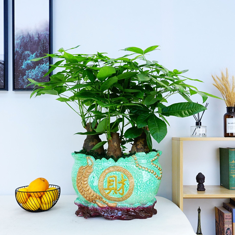 发财树盆栽大型室内客厅办公室绿植武汉同城配送开业乔迁送礼植物