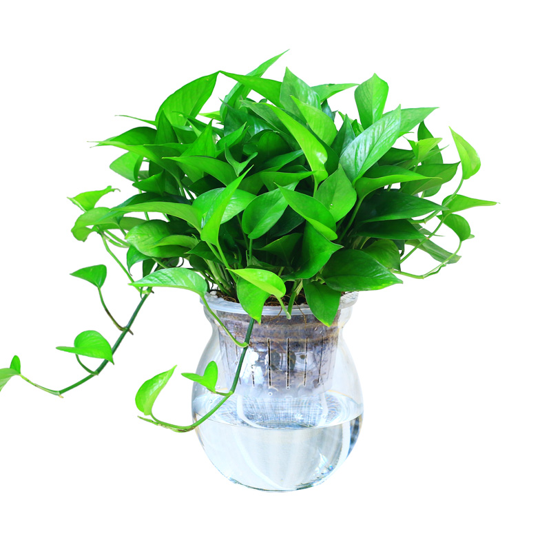 水培绿萝植物室内水养花垂吊兰绿植武汉包邮绿萝水培花瓶玻璃花盆