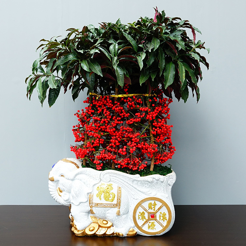 武汉黄金果吉祥果盆景火棘果盆景 春节年宵花卉彩色富贵子富贵籽