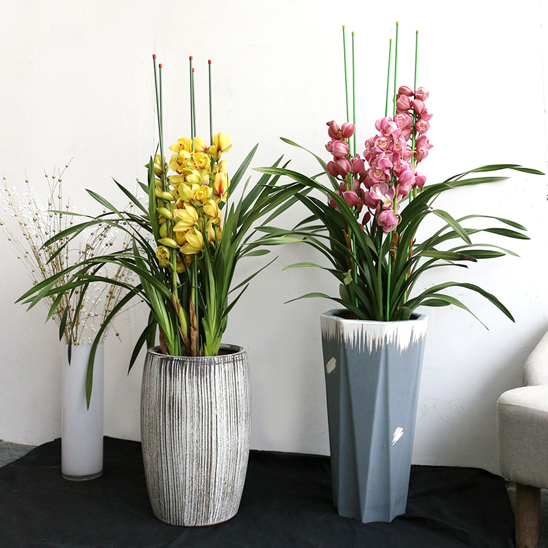 武汉大花蕙兰虎头兰带香花苞出售 红色黄色大花 好养兰花盆栽同城