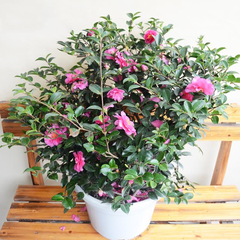 武汉四季耐寒茶花树苗盆栽带花苞花卉观花茶梅植物室内花好养的花